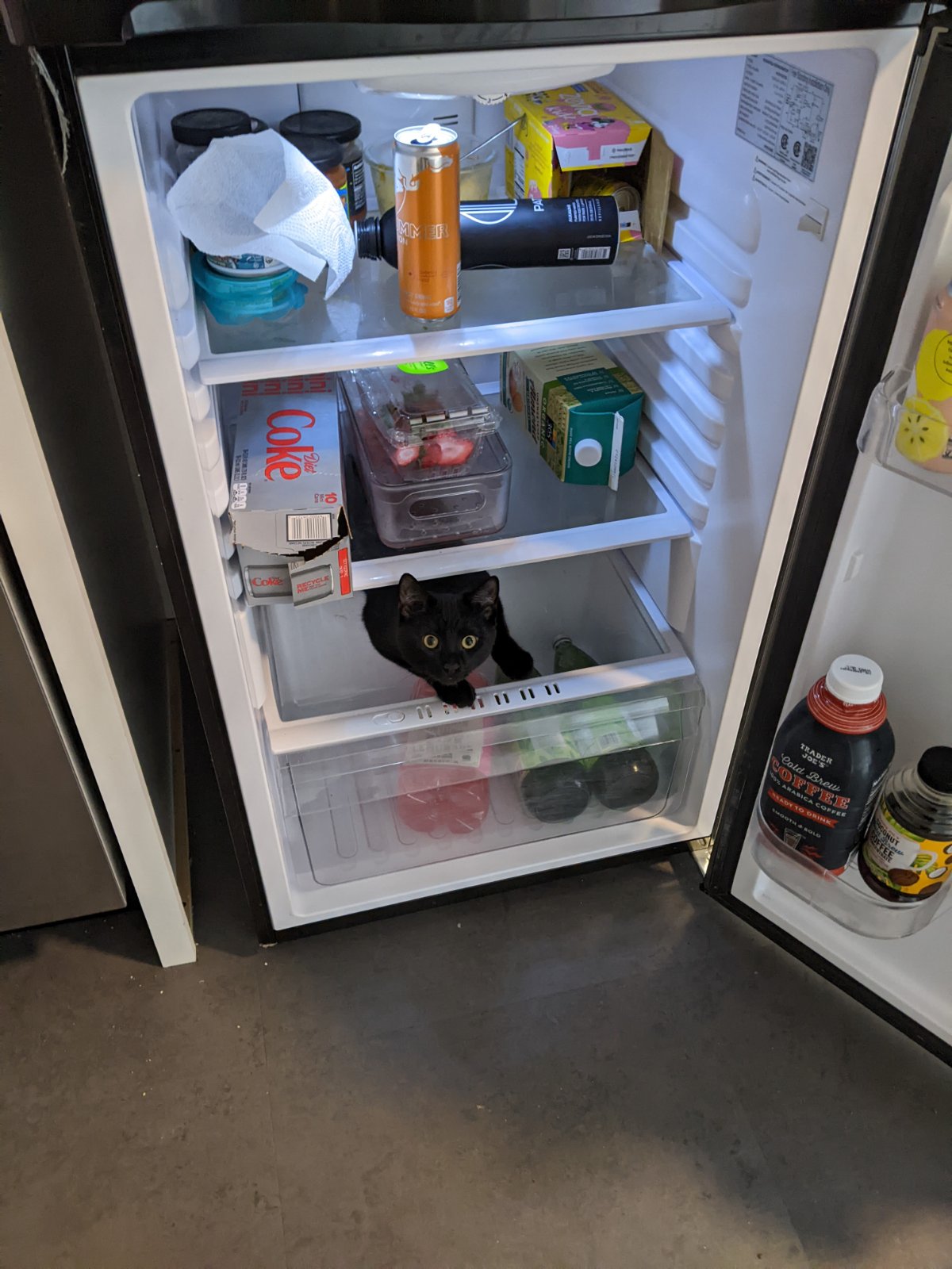 armin-the-cat-in-the-fridge