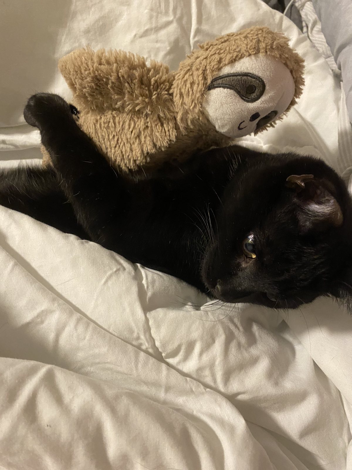 armin-the-cat-snuggling-with-his-sloth-at-bedtime