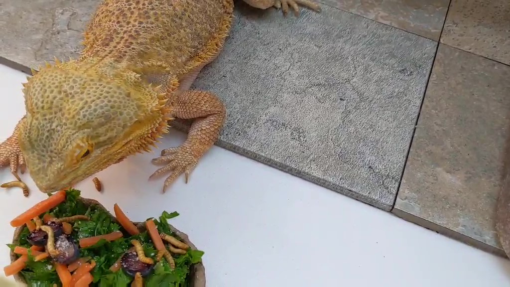 pablo-bearded-dragon-not-shy-at-meal-time