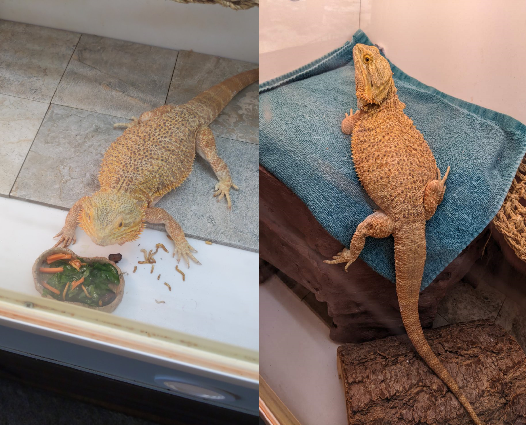 pablo-the-bearded-dragon-eating-and-digesting-breakfast-under-heat-lamps-august-september-2022-lol