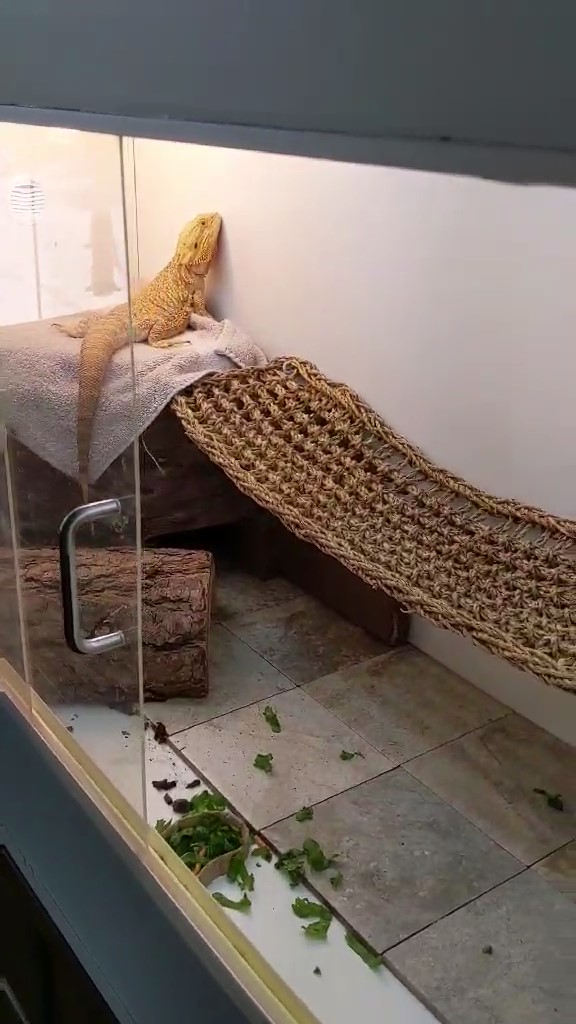 pablo-the-bearded-dragon-freaks-out-as-soon-as-he-poops