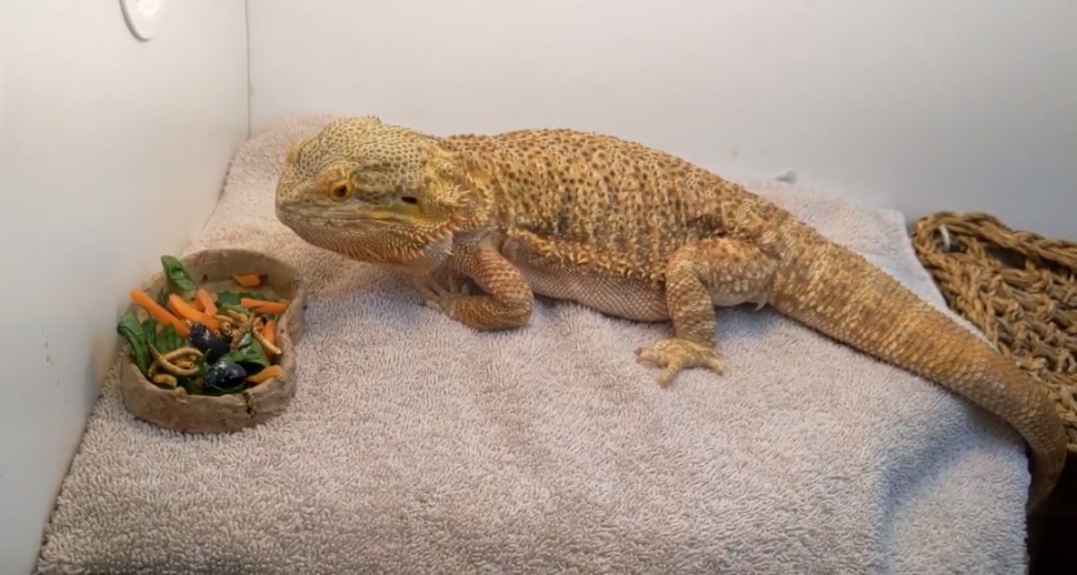 pablo-the-bearded-dragons-breakfast