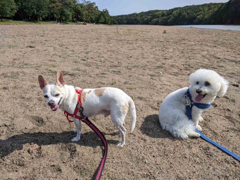 took-the-boys-to-palisades-park-shadow-scooter-and-taco-the-dogs