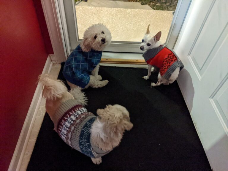 dog-pups-and-their-sweaters-scooter-shadow-and-taco